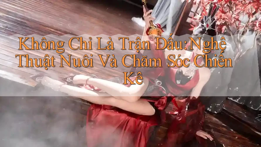 Không Chỉ Là Trận Đấu: Nghệ Thuật Nuôi Và Chăm Sóc Chiến Kê